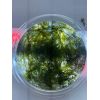 Fissidens Fontanus (Phoenix Moss)