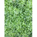 Monosolenium Tenerum (Musgo Pellia) 2