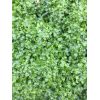 Monosolenium Tenerum (Musgo Pellia)
