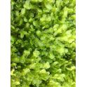 Monosolenium Tenerum (Musgo Pellia)