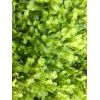 Monosolenium Tenerum (Musgo Pellia)