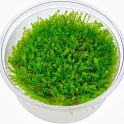 Musgo Plagiomnium Affinis (Pearl Moss)