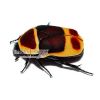 Pachnoda marginata peregrina (5 larvas)