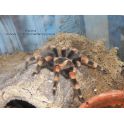 Brachypelma smithi