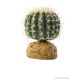 Exo Terra. Barrel Cactus Grande.