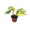 Philodendron scandens brasil