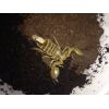 Scorpio maurus palmatus
