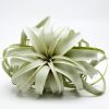 Tillandsia Xerographica