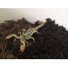 Scorpio maurus palmatus