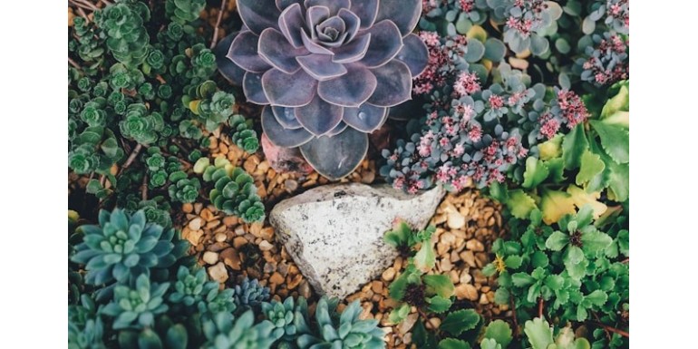 Plantas de bajo mantenimiento para terrarios: Belleza sin esfuerzo