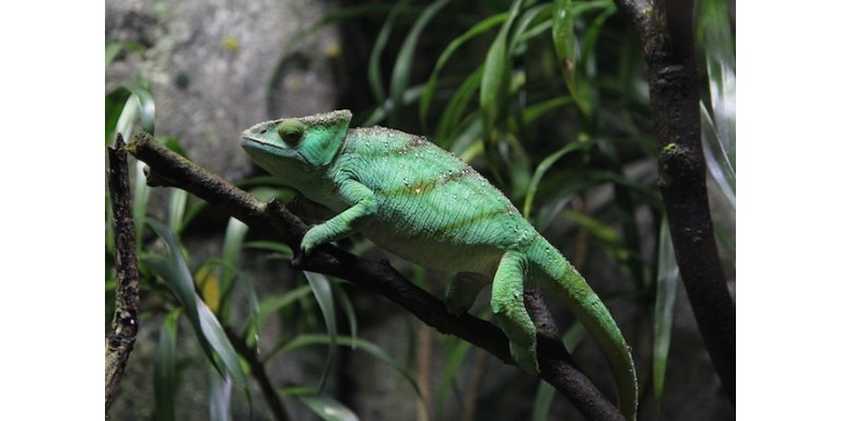 Guía paso a paso: Cómo sexar reptiles de forma efectiva y precisa