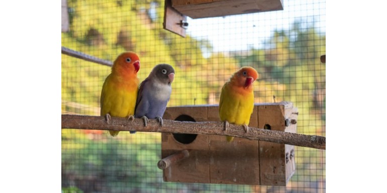 Novedades en el mundo de los productos para aves: Tendencias actuales