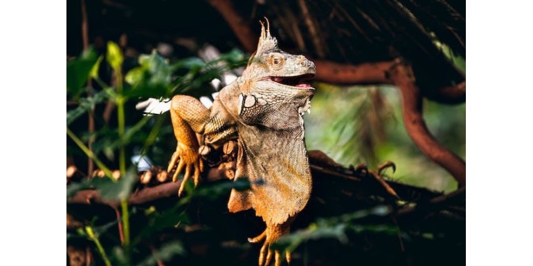 Terrarios para principiantes: Guía para cuidar de tus reptiles