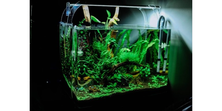 Océanos en casa: Inspiración y consejos para crear tu propio acuario